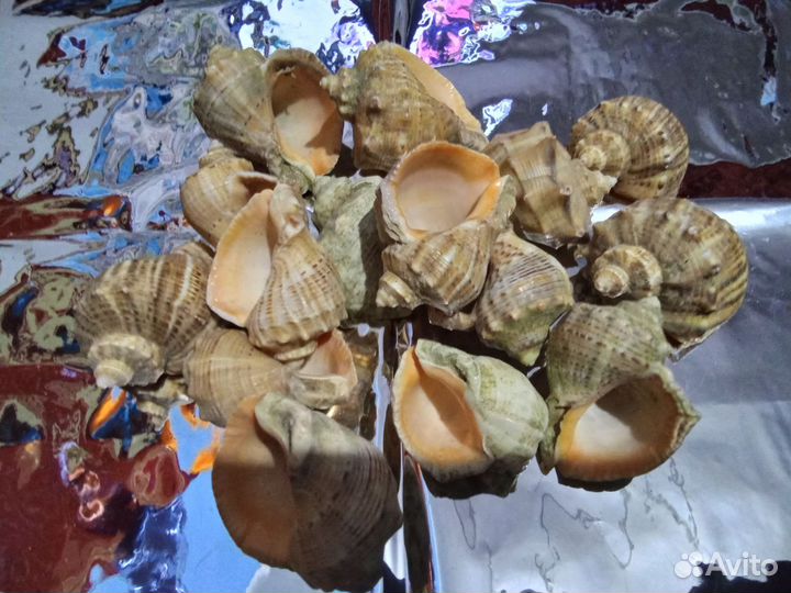 Морские ракушки