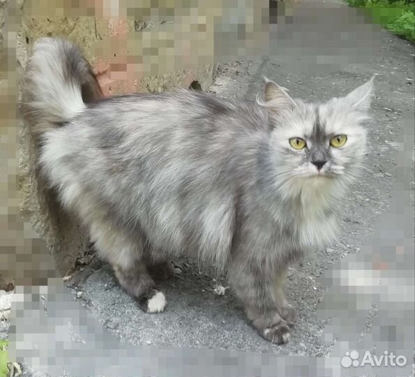 Кошки в добрые руки