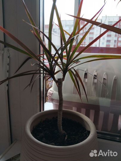 Пальма драцена