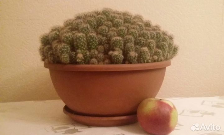 Кактус (диаметр 34 см)
