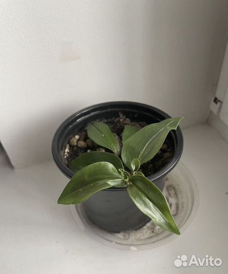 Традесканции