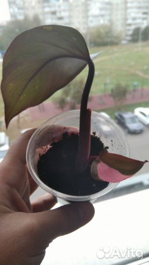 Филодендрон pink Princess