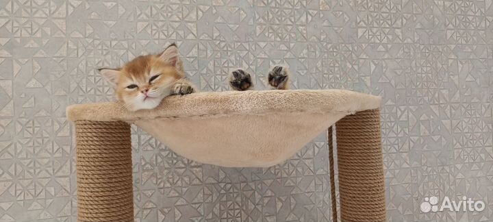 Котята британские,золотистая шиншила