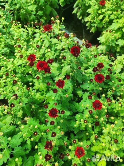 Хризантемы мультифлора