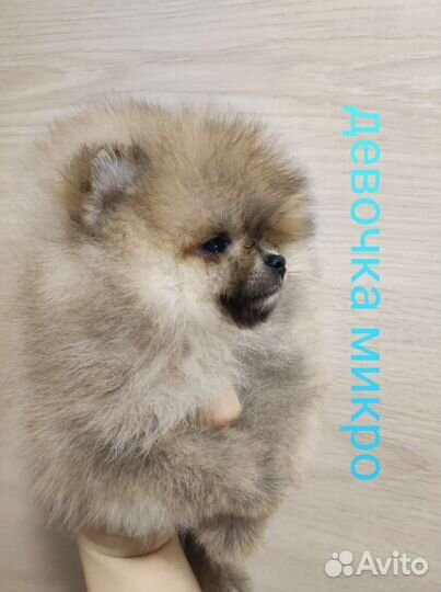 Померашки разных окрасов