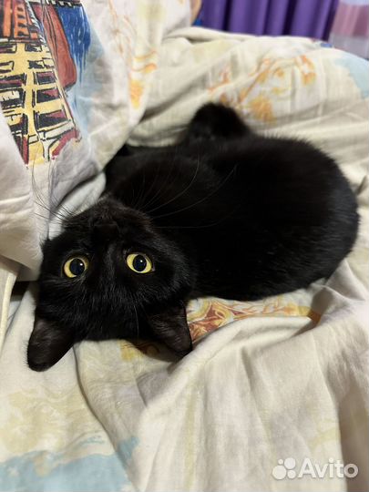Кошка