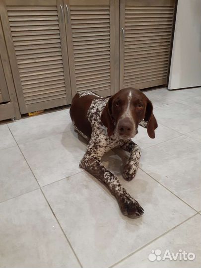 Курцхаар вязка