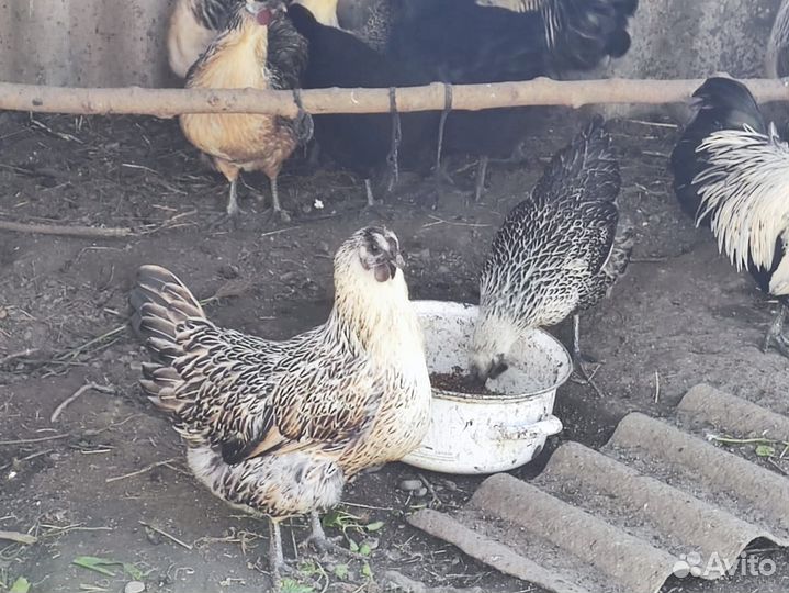 Молодые петушки,6 есяцев