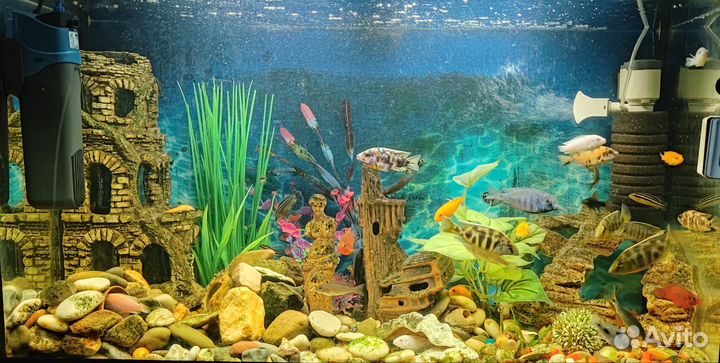 Аквариумные декораций