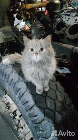 Молодая кошечка