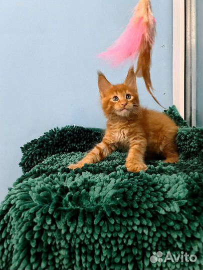 Рыжее солнышко