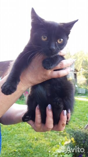 Кошка в дар