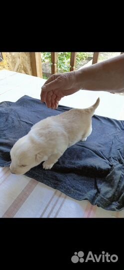 Щенки дворняжки