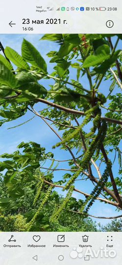 Саженцы маньчжурского ореха