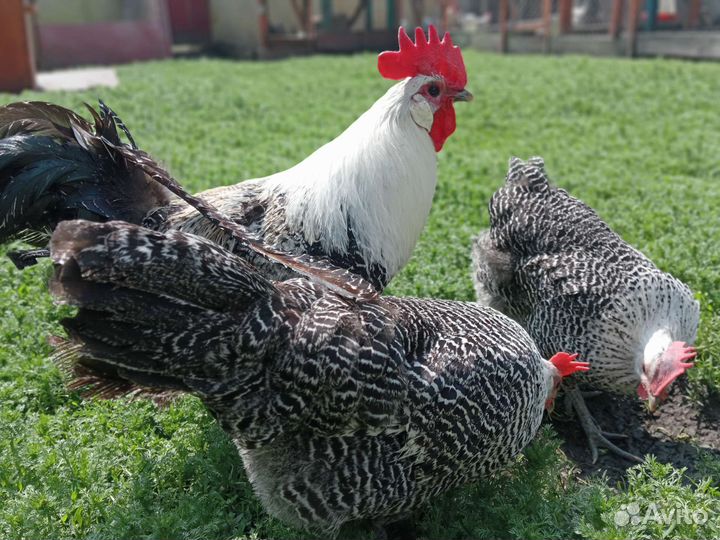 Породные куры.Яйцо,цыплята