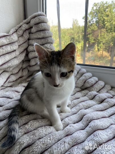 Котята в добрые руки бесплатно мальчик