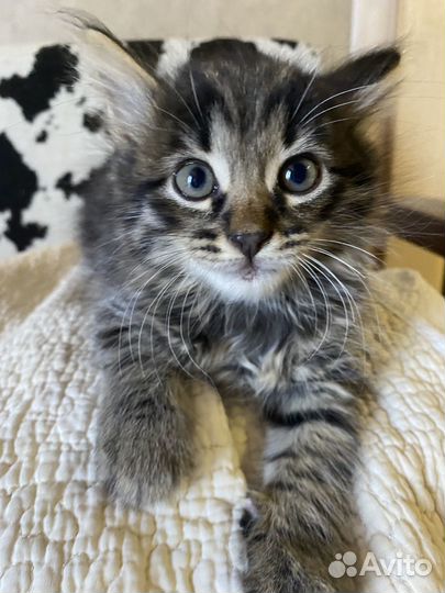 Котята в добрые руки мальчики 2 месяца