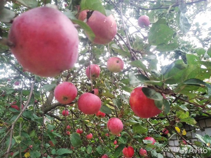 Яблоки звездочка