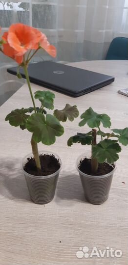 Пеларгония герань лососевая