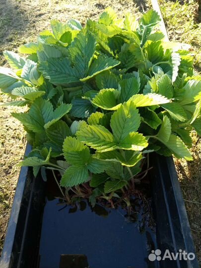 Клубника усы