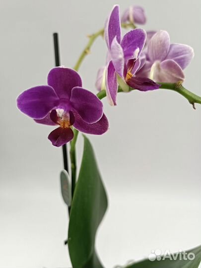 Орхидея фаленопсис Кьют Холли