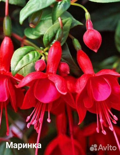Фуксия сортовая