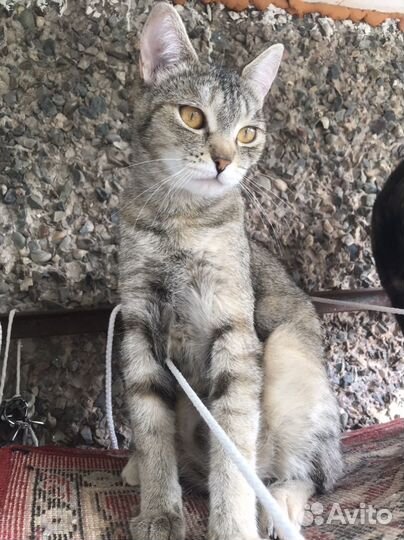 Котики в добрые руки