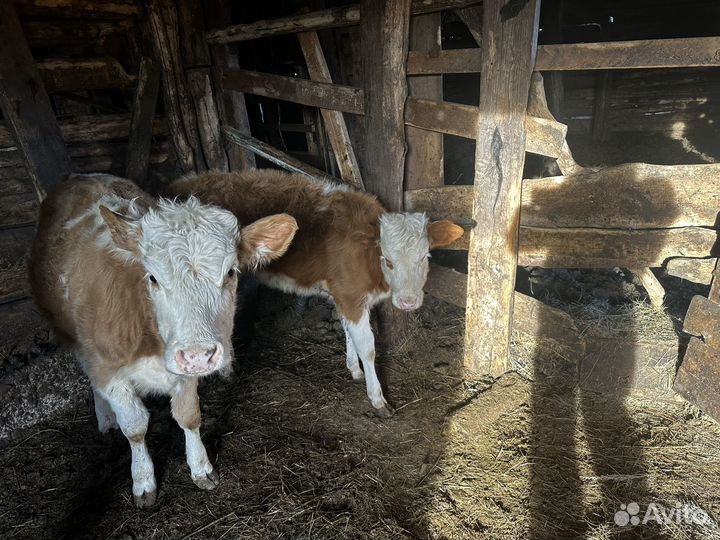 Коровы и телки