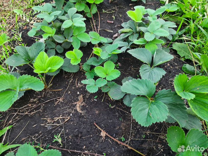 Рассада клубники