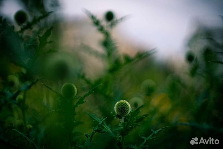 Nikon nikkor 50mm f1.4 (ai,ais)