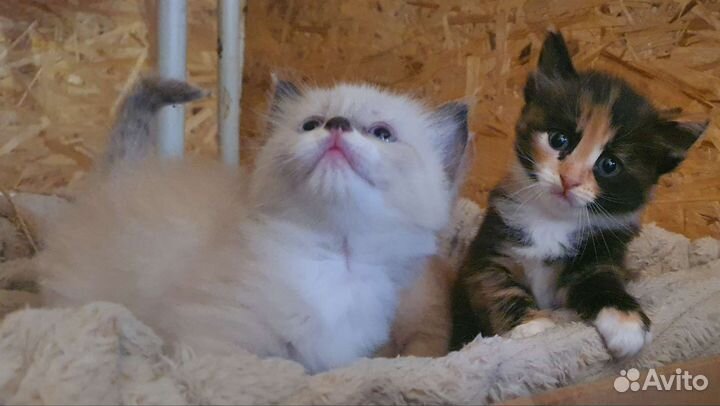 Котята в добрые руки бесплатно
