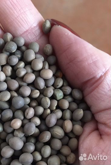 Вика горох овес гречиха соя пшеница