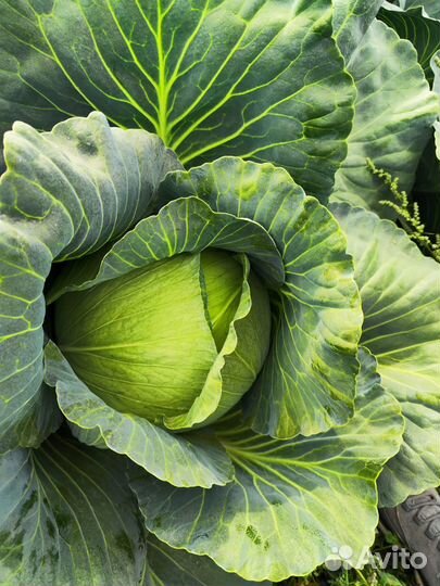 Капуста белокачанная