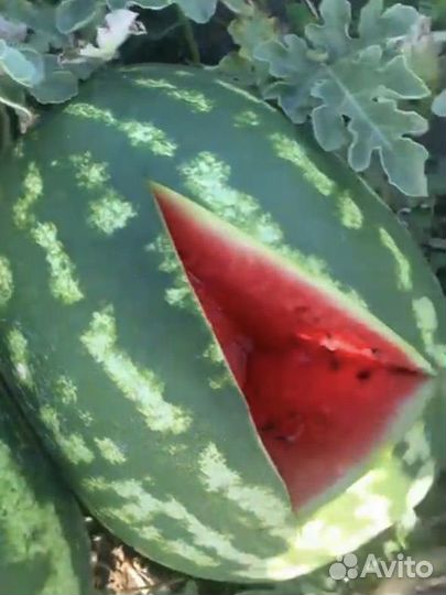 Арбуз Каристан с поля оптом