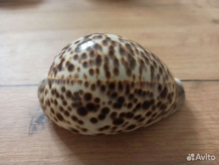 Морская раковина