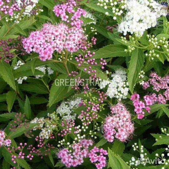 Спирея японская Genpei/С3