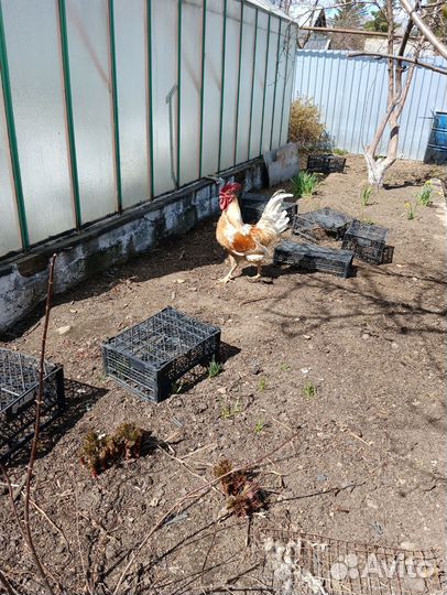 С/х животные