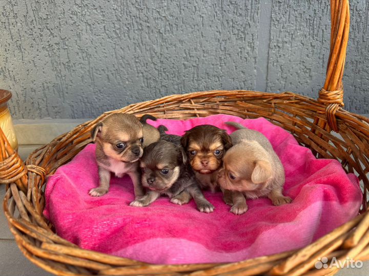 Щенки чихуахуа