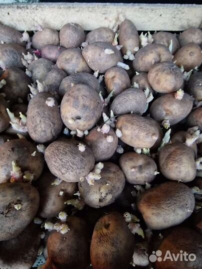 Семенной картофель