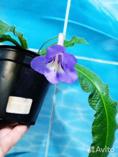 Стрептокарпус сортовой