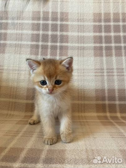 Котята британской золотой шиншиллы