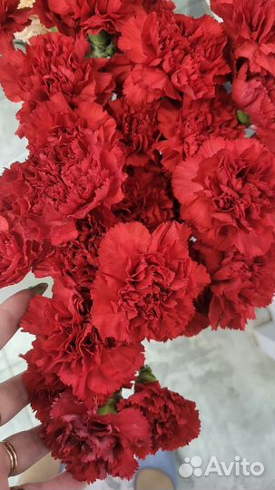 Гвоздика красная