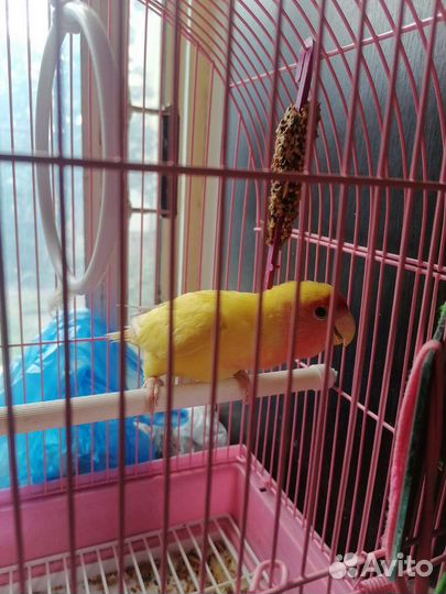 Неразлучник розовощекий