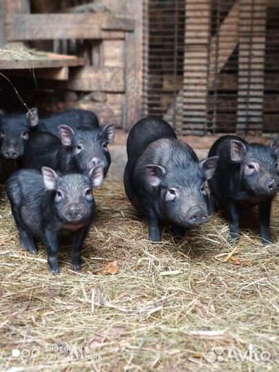 Вьетнамские поросята