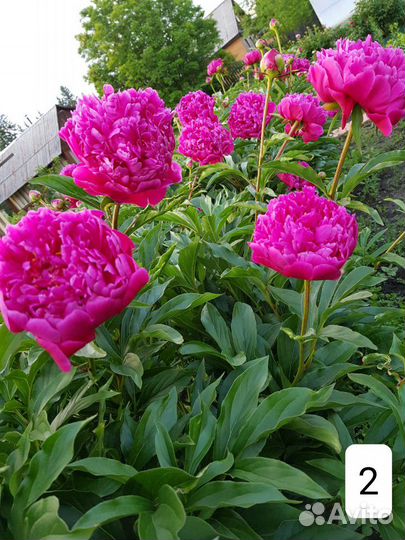 Пионы, корни