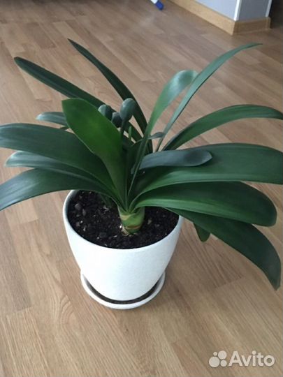 Комнатные цветы кливия оранжевая