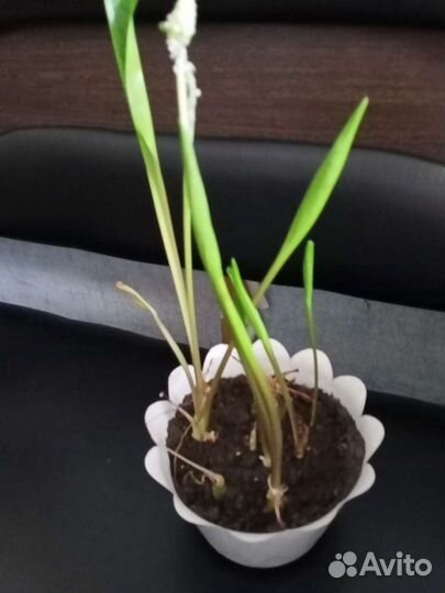 Дримиопсис