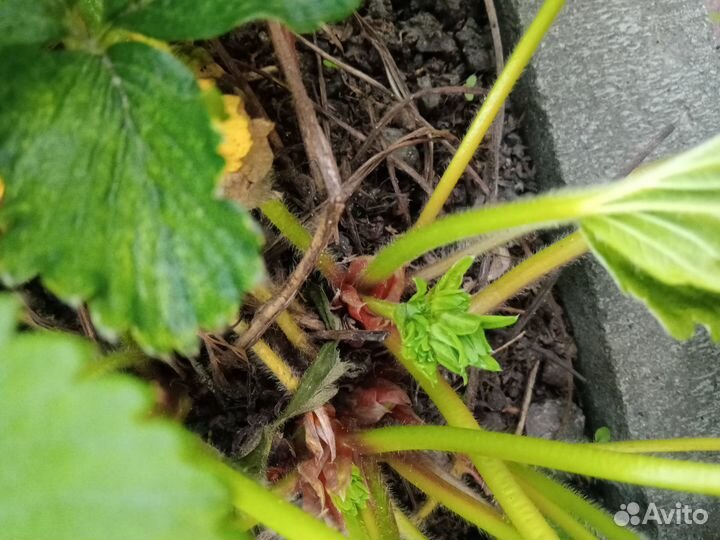 Розетки клубники, смесь, Лорд и Ананасная