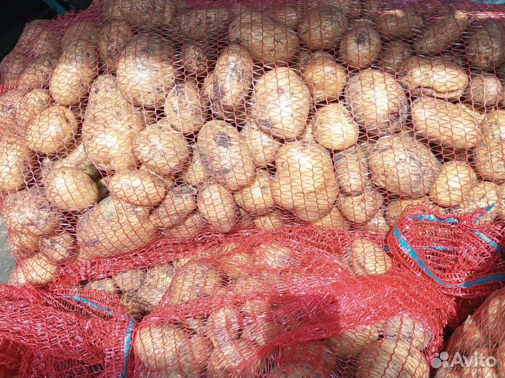 Картофель оптом