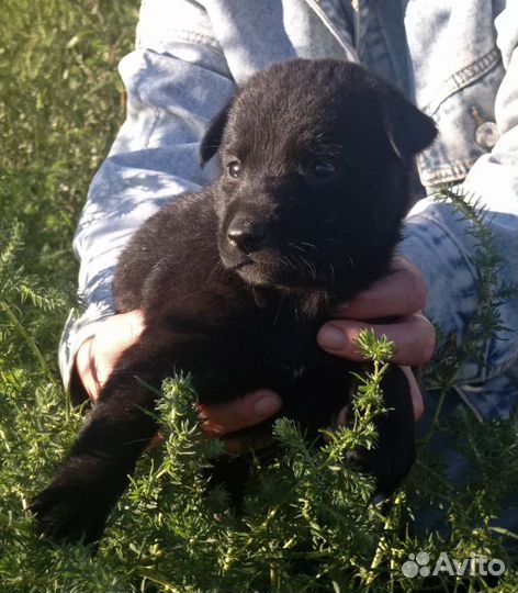 Щенки мальчики и девочки